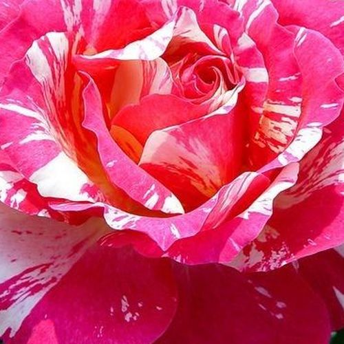 Szkółka róż - róże rabatowe floribunda - różowo - biały - Rosa  Delstrobla - róża z dyskretnym zapachem - Georges Delbard - Szczególny hybryd róży herbacianej z wielkimi kwiatami.